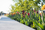 Tulpen in den Pflanzkristallen (©Foto: HD-Phootgraphy)